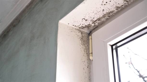 Best Mold Remediation for Specific Building Types in Nixon, PA